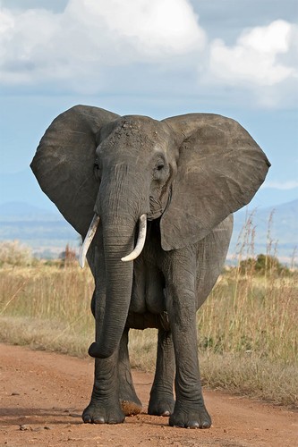 Elephant looking camera - elephant, at
